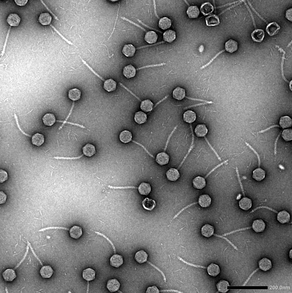 Теломерные фаги из Klebsiella Теломерные фаги из Klebsiella