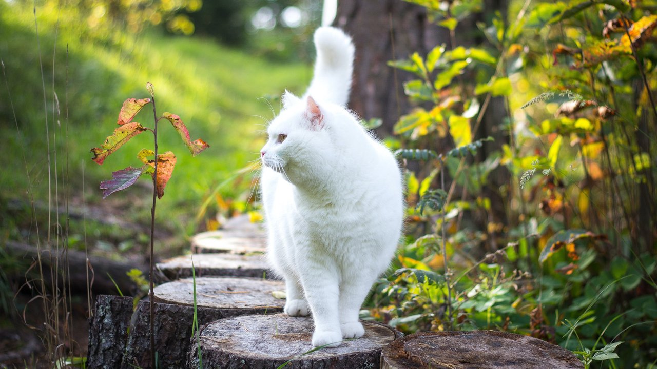 Белая кошка на природе