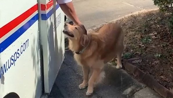 Собака каждый день встречает почтальонов. Это любовь!