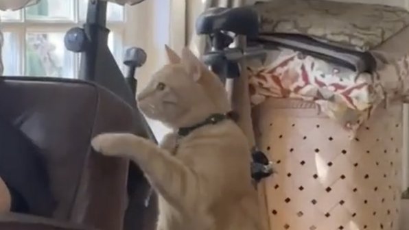 Самый вежливый кот на свете попросил завтрак