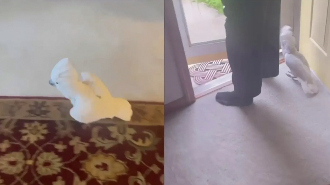 Попугай научился лаять Попугай научился лаять