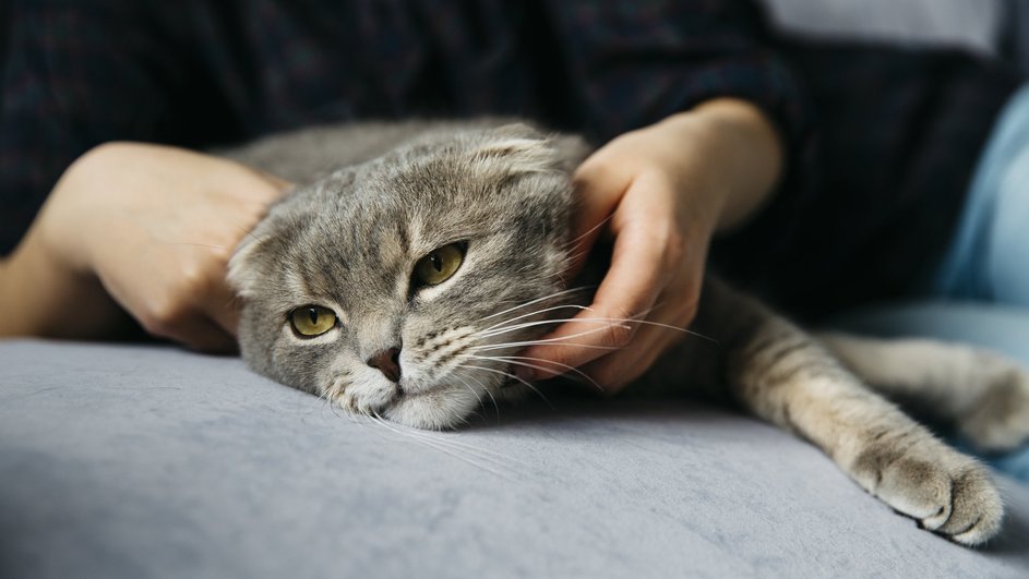 Кошка с аллергией лежит на диване Кошка с аллергией лежит на диване
