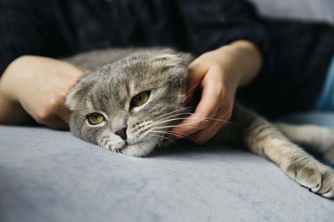 грустная, большая кошка