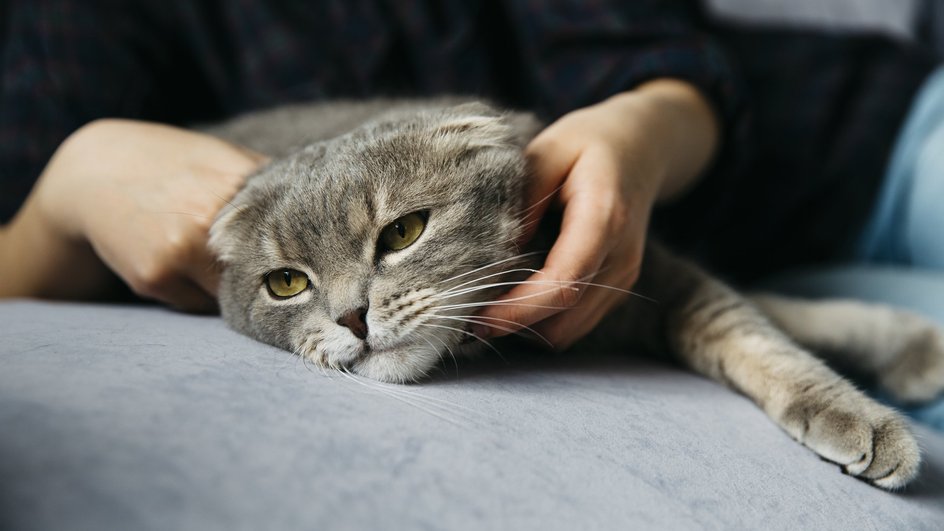 Больная кошка обессиленно лежит на диване