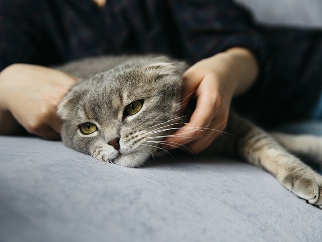 Аллергия у кошек: симптомы, причины и методы профилактики