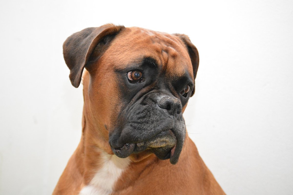 Боксер: фото собаки, описание и характер породы | Наш сайт