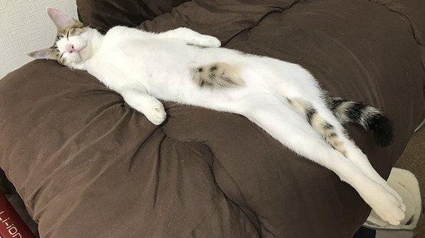 Флешмоб: котики, которые вытягиваются в длину