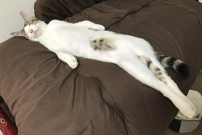 twitter-users-have-started-a-new-trend-take-pictures-of-your-cats-stretched.jpg