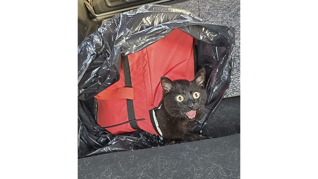 Кошка Кошка
