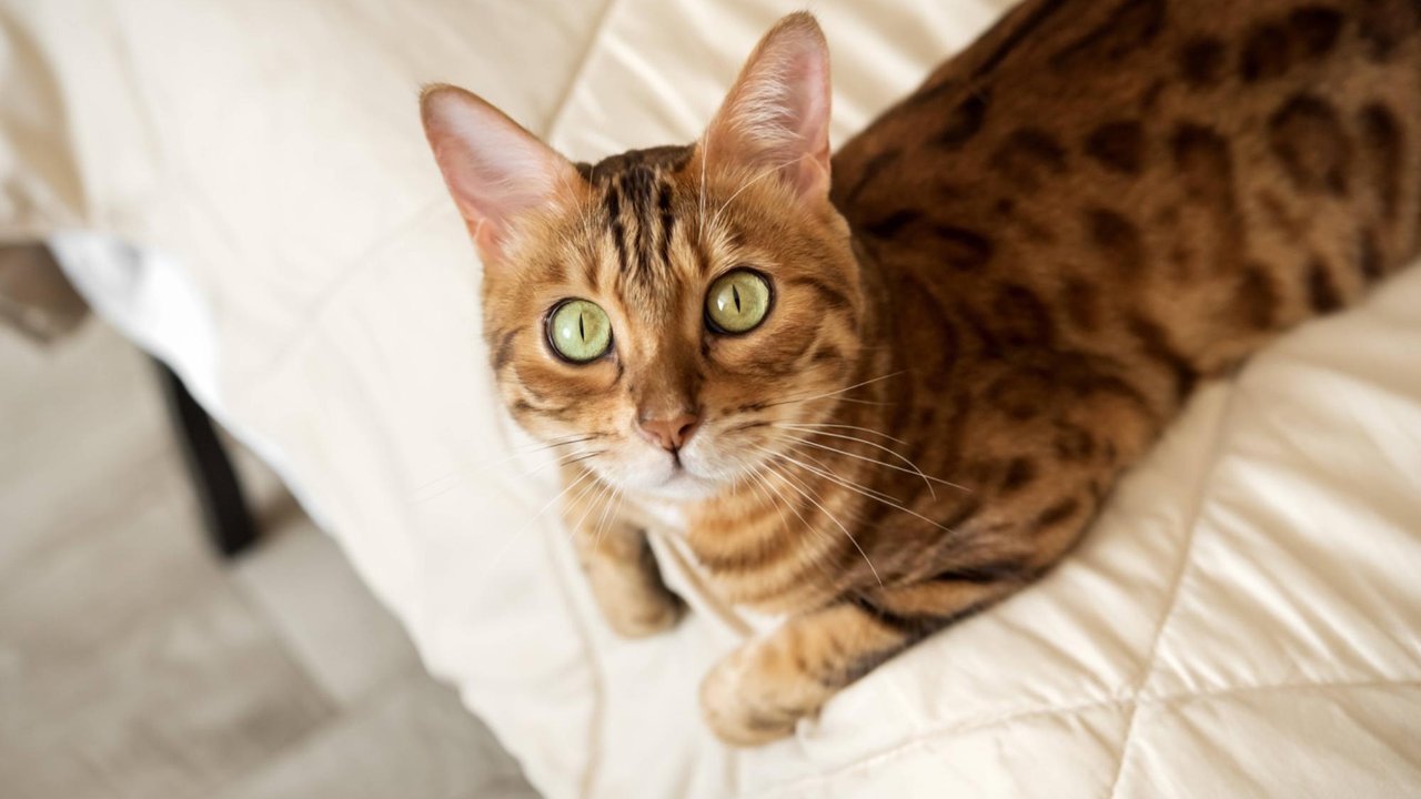 Бенгальская кошка Бенгальская кошка