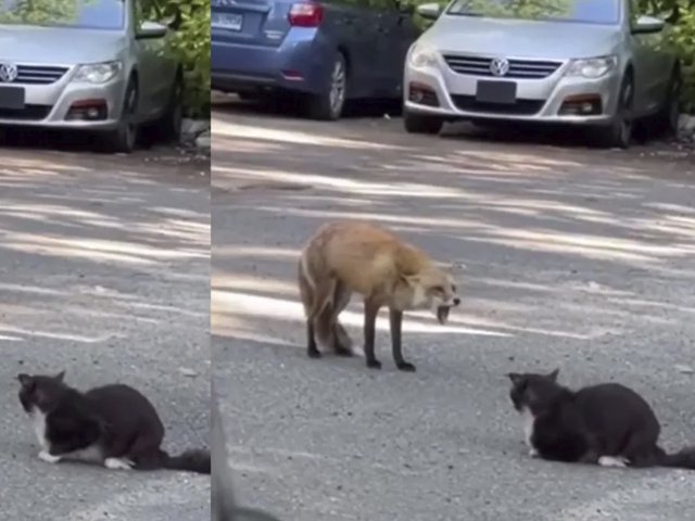 Лиса впервые увидела кота и попыталась с ним заговорить