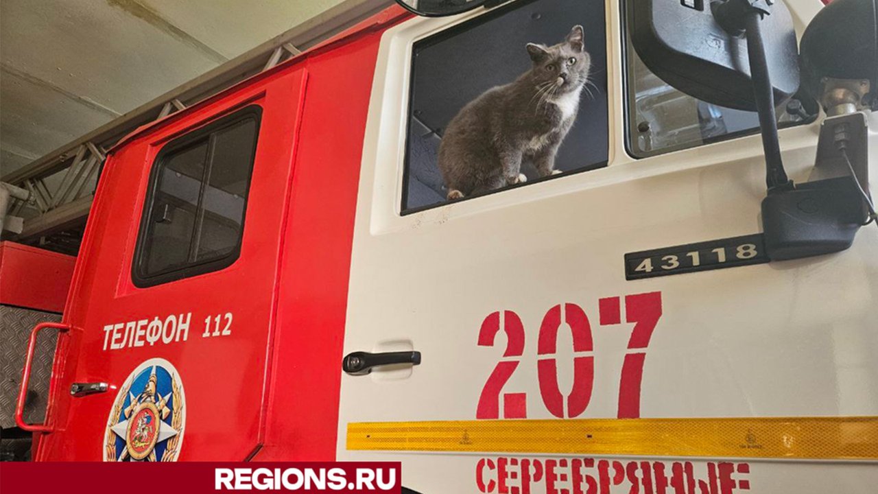 Кошка решила, что она собака, и поступила на службу Кошка решила, что она собака, и поступила на службу