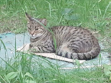 Кошечка по имени Мышель Кошечка по имени Мышель