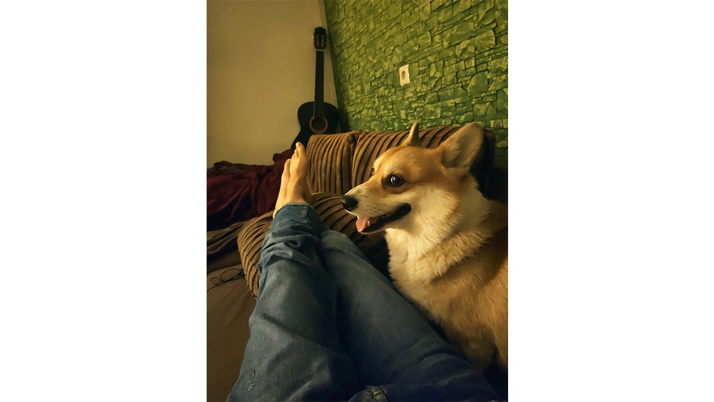 Корги