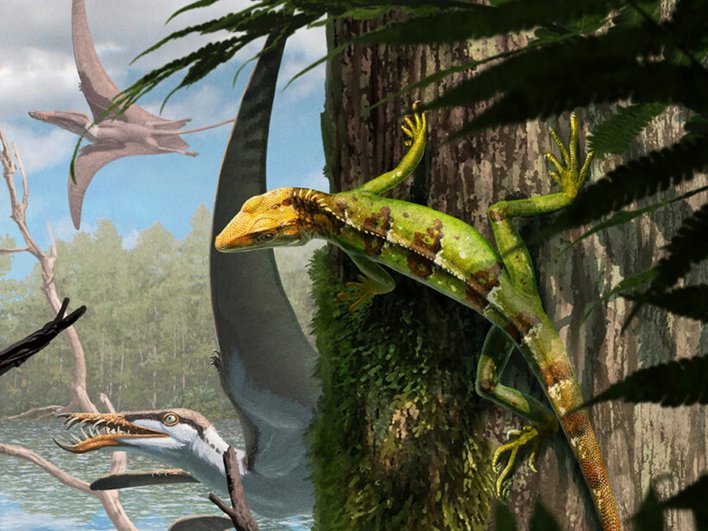 Sphenodraco scandentis Sphenodraco scandentis