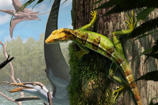 Sphenodraco scandentis