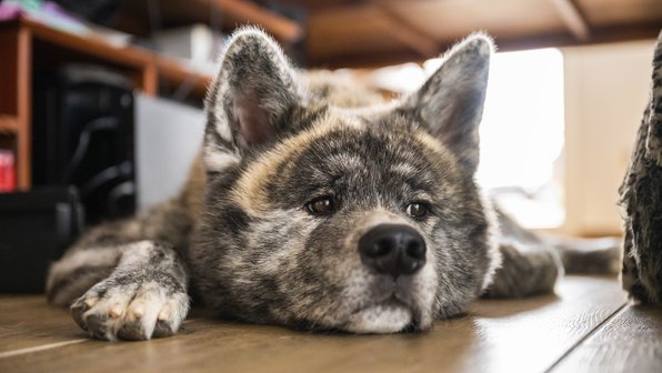 Зачем собаке уши и что означает их положение