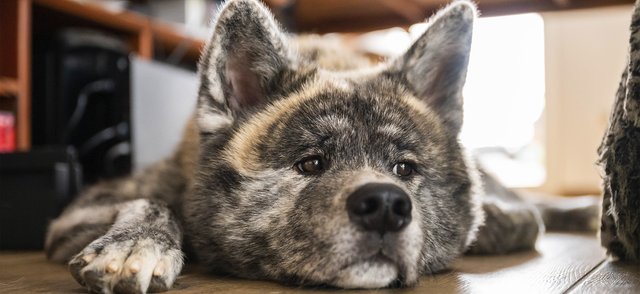 Зачем собаке уши и что означает их положение