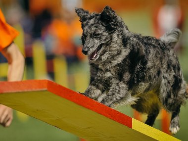 Pets.mail.ru