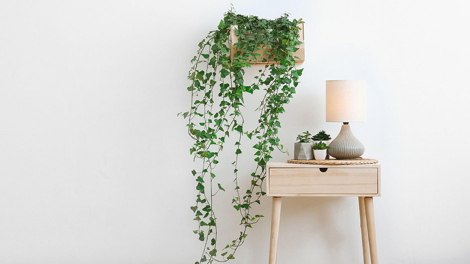 Столик с лампой и растение на белой стене 