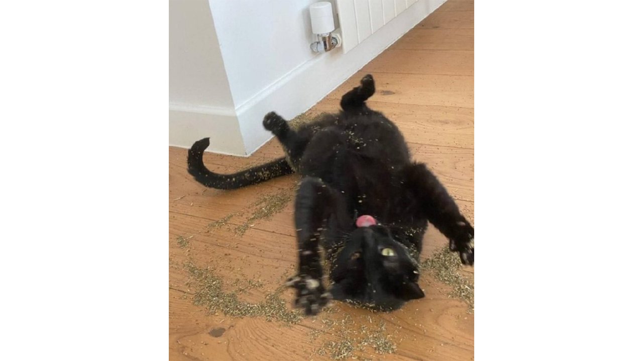 Котику дали кошачью мяту — его реакция рассмешила Сеть Котику дали кошачью мяту — его реакция рассмешила Сеть