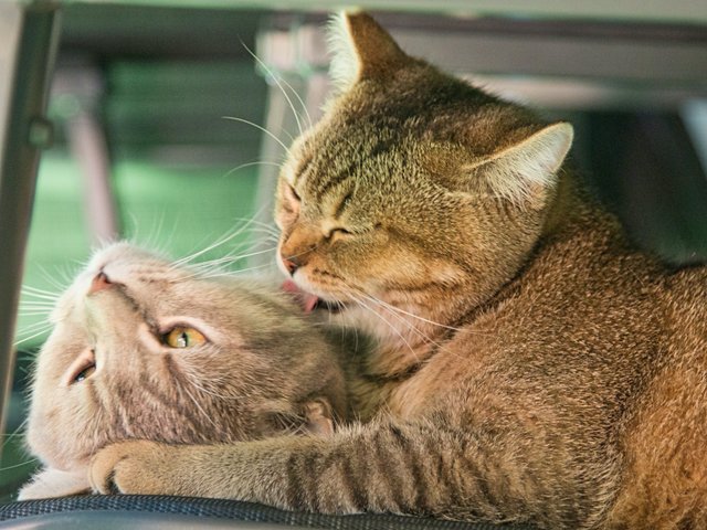 Любовь к себе. 10 вещей, которым мы могли бы поучиться у кошек