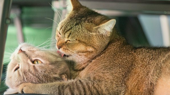 Любовь к себе. 10 вещей, которым мы могли бы поучиться у кошек