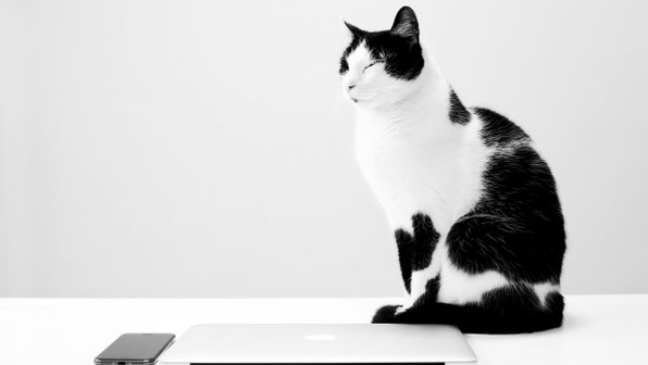 Почему коты любят садиться на ноутбук?