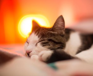 Теплое уютное фото: кошка лежит на пледе на постели и спит