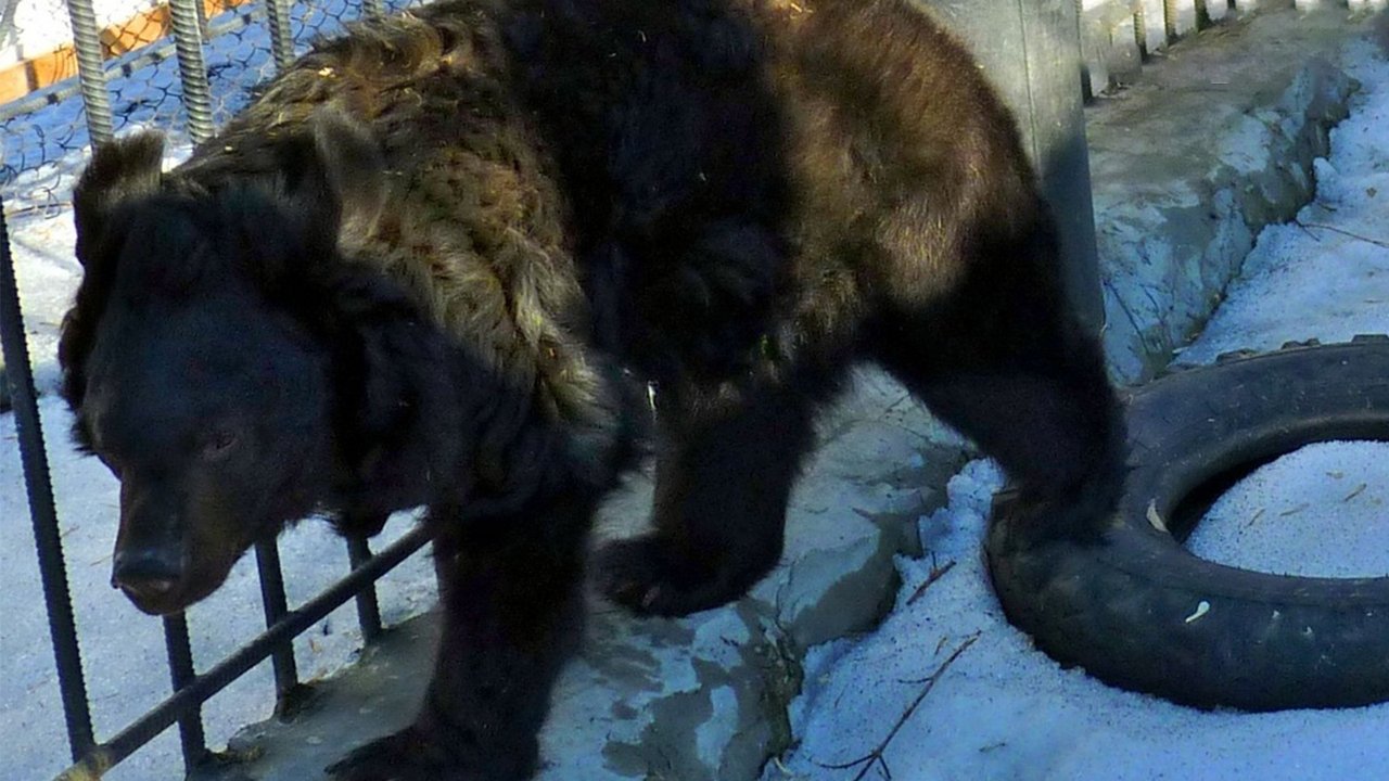 В Омске бывшая цирковая медведица наконец-то выспалась