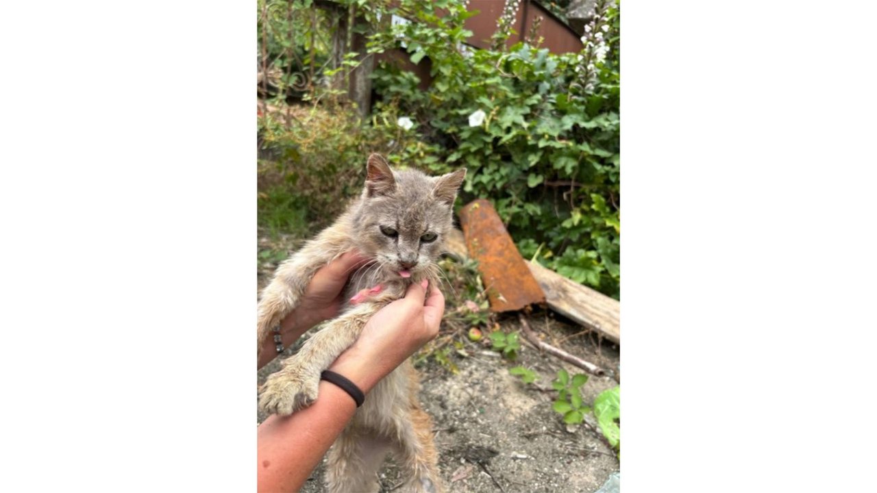 Кот на руках Кот на руках