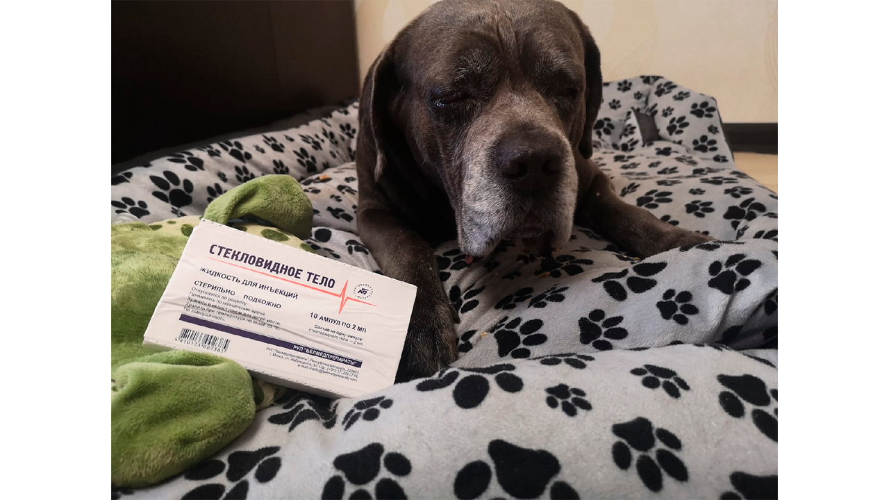 Псу привезли редкое лекарство из Узбекистана