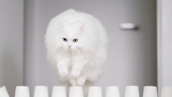 Кошка проходит полосы препятствий и покоряет соцсети