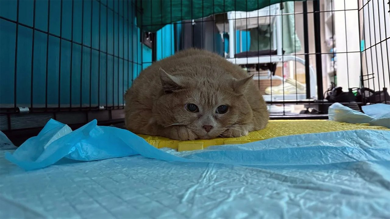 кот кот