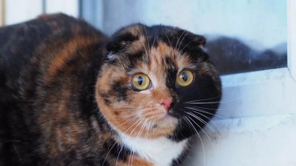 Хозяева сдали в приют удивительно ласковую кошку