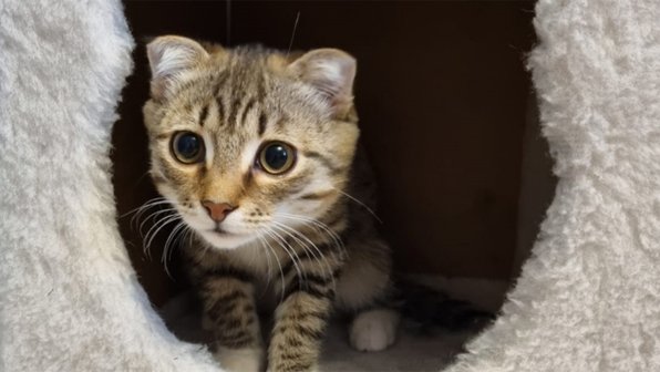 Девочка обнаружила тайник с котенком благодаря игре в шпиона