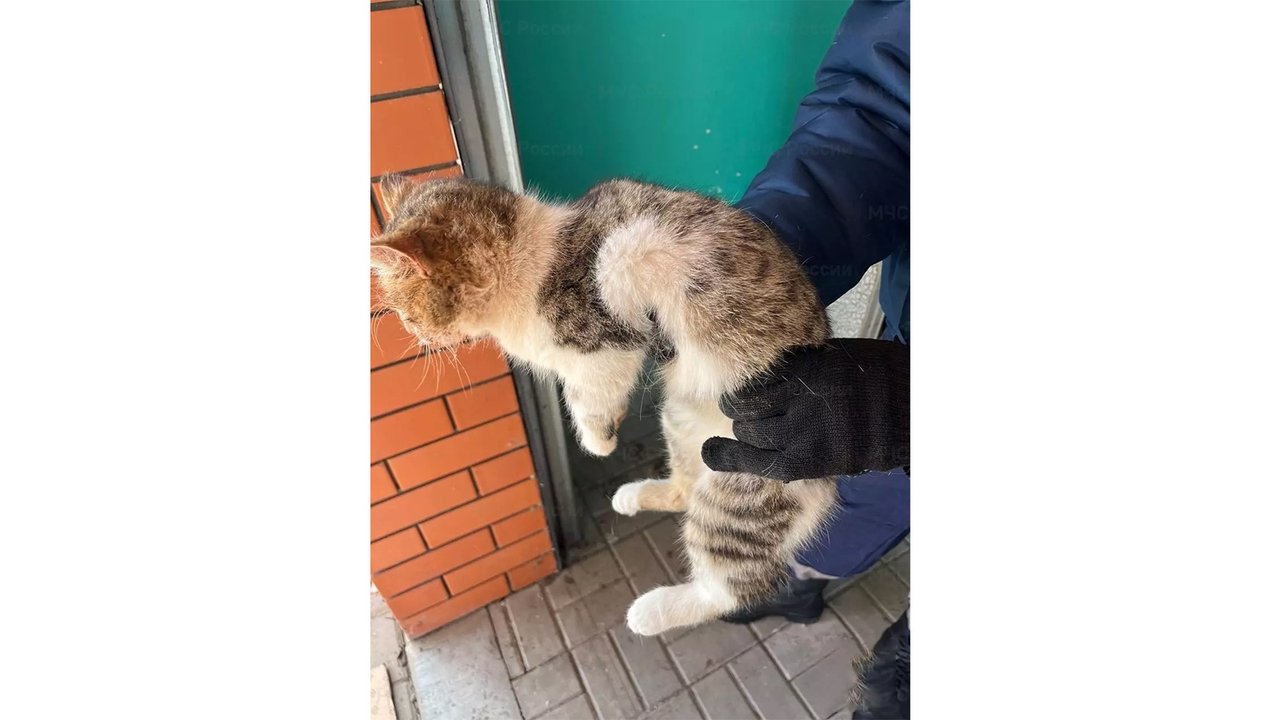 Кот застрял в трубе — пришлось воспользоваться болгаркой Кот застрял в трубе — пришлось воспользоваться болгаркой