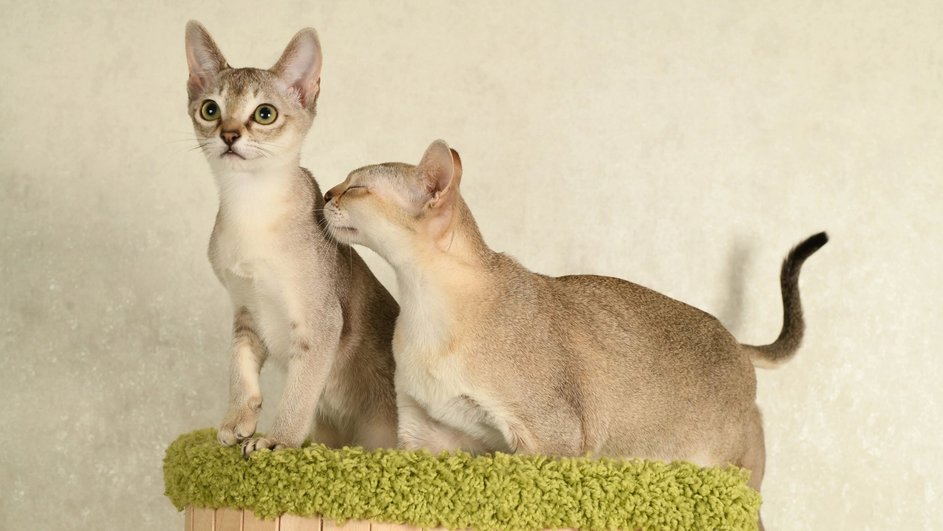 Две сингапурские кошки Две сингапурские кошки