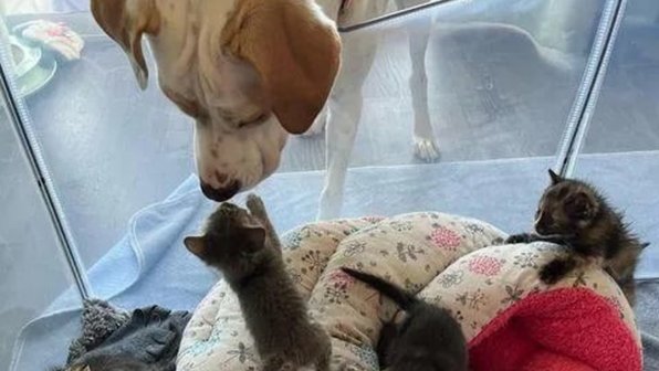 Приютская собака взяла под опеку брошенного котенка