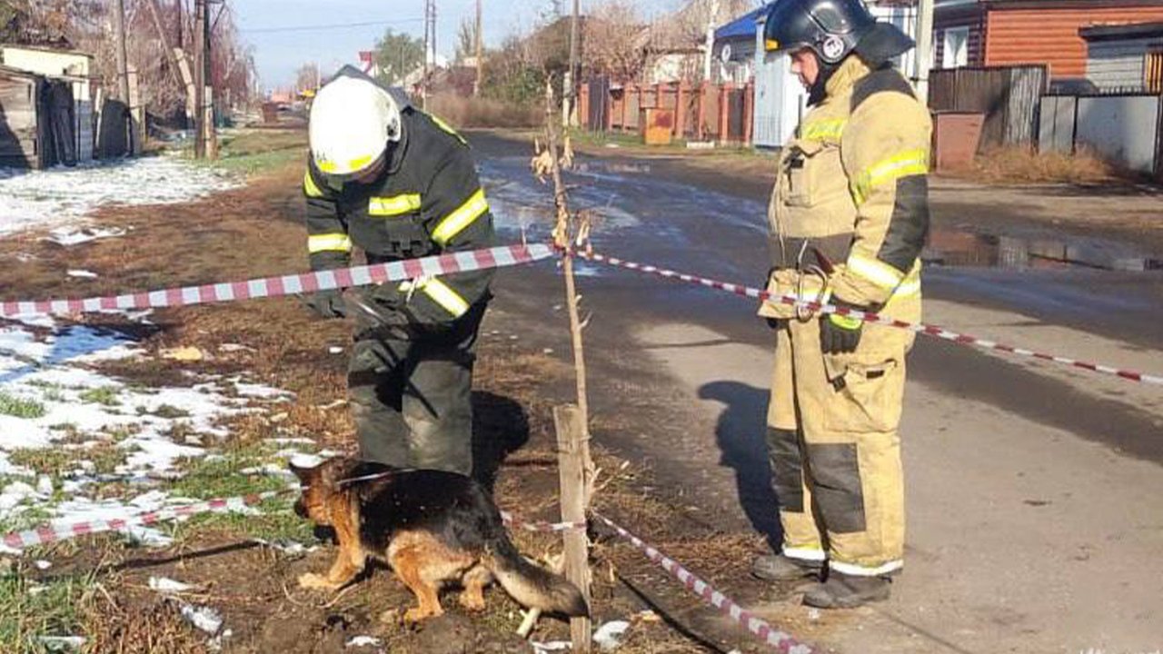 На Алтае пес несколько дней звал на помощь из ямы