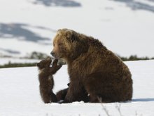 Кадр из Медведи Камчатки. Начало жизни