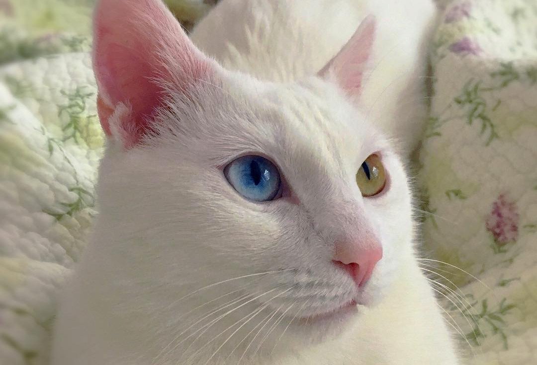 Као мани - описание породы кошек: характер, особенности поведения, размер,  отзывы и фото - Питомцы Mail.ru