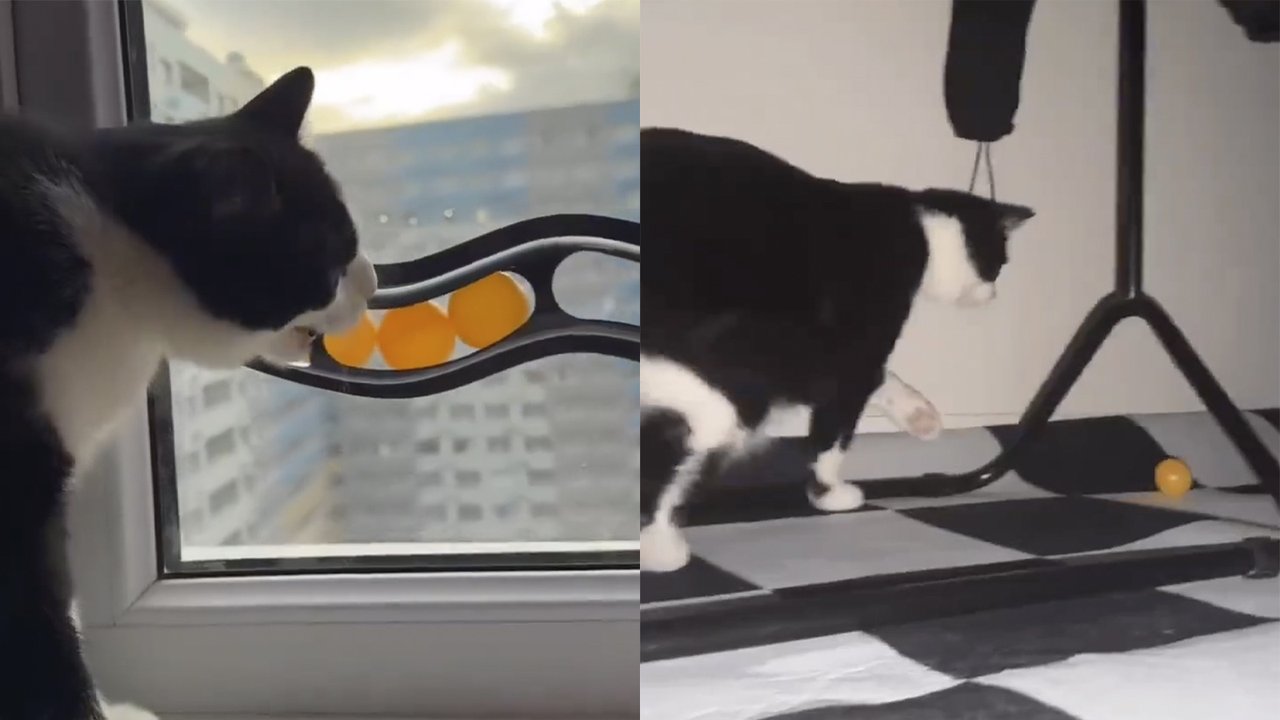 Кот Феликс Кот Феликс