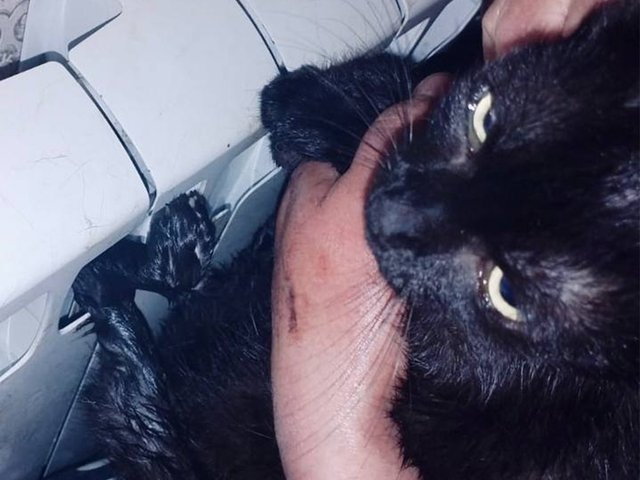 В Чехове спасли кошку, которая застряла в батарее