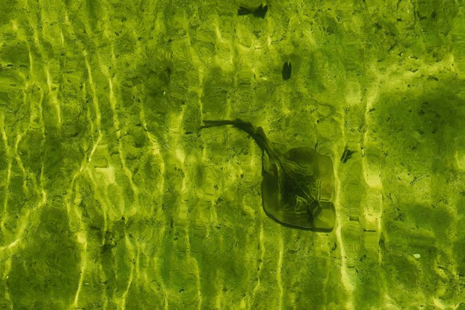 Водоросли виджет Водоросли виджет