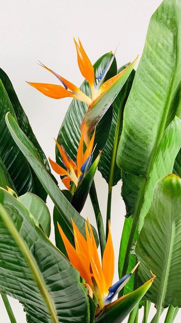 5 растений, которые создадут атмосферу тропиков в обычной квартире
