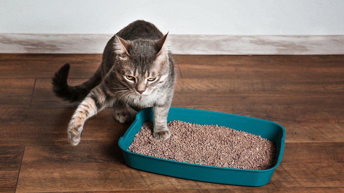 8 причин, по которым кошка писает не в лоток: разбираемся со специалистами  - Питомцы Mail.ru