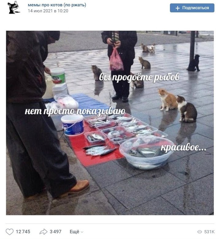 Фото: группа VK «мемы про котов (по ржать)»
