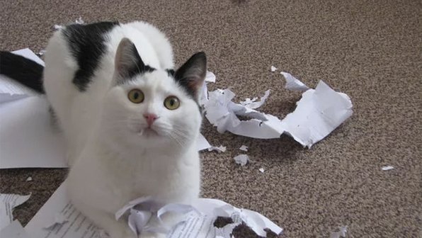 15 пушистых нарушителей закона, которые украдут ваше сердце