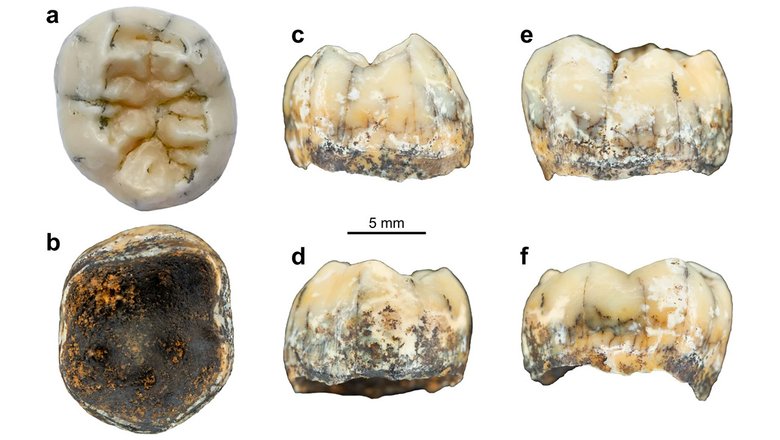 Зуб гоминина TNH2-1, найденный в Лаосе